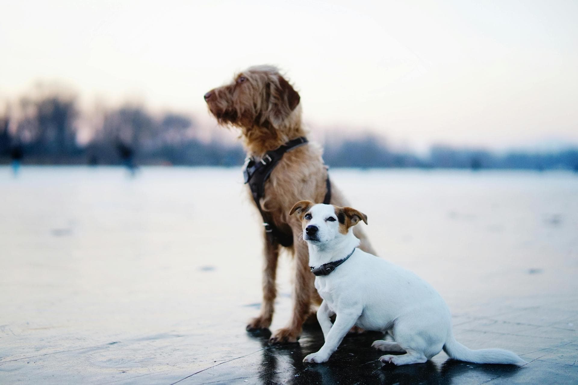 Dog Puppy Vaccinations Kennel Cough Prices in Northampton