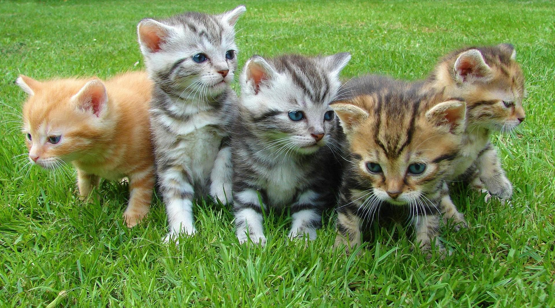Dog Spay Castrate Neutering Prices in Northampton