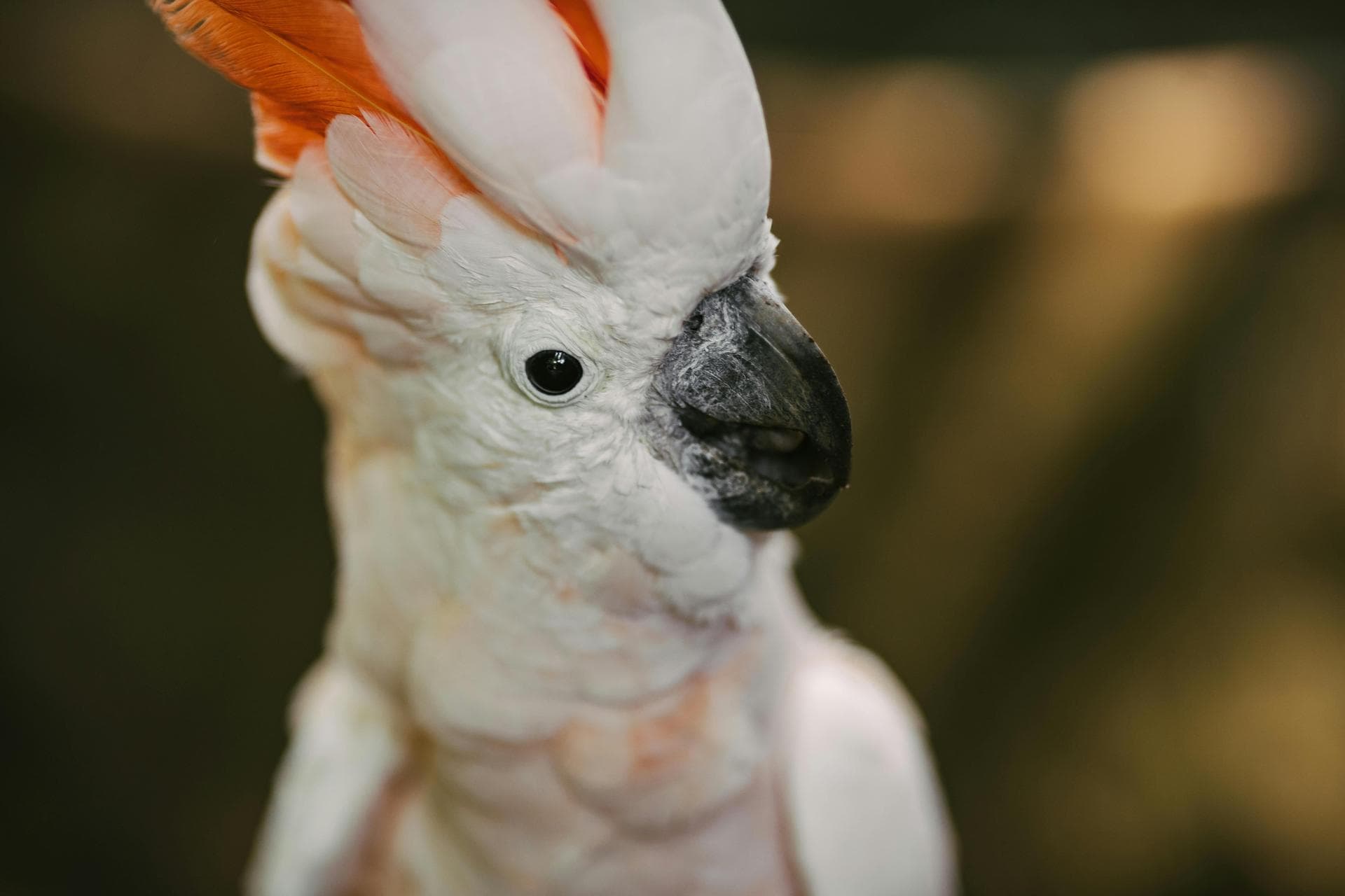 Rabbit Spay Castrate Neutering Prices in Northampton