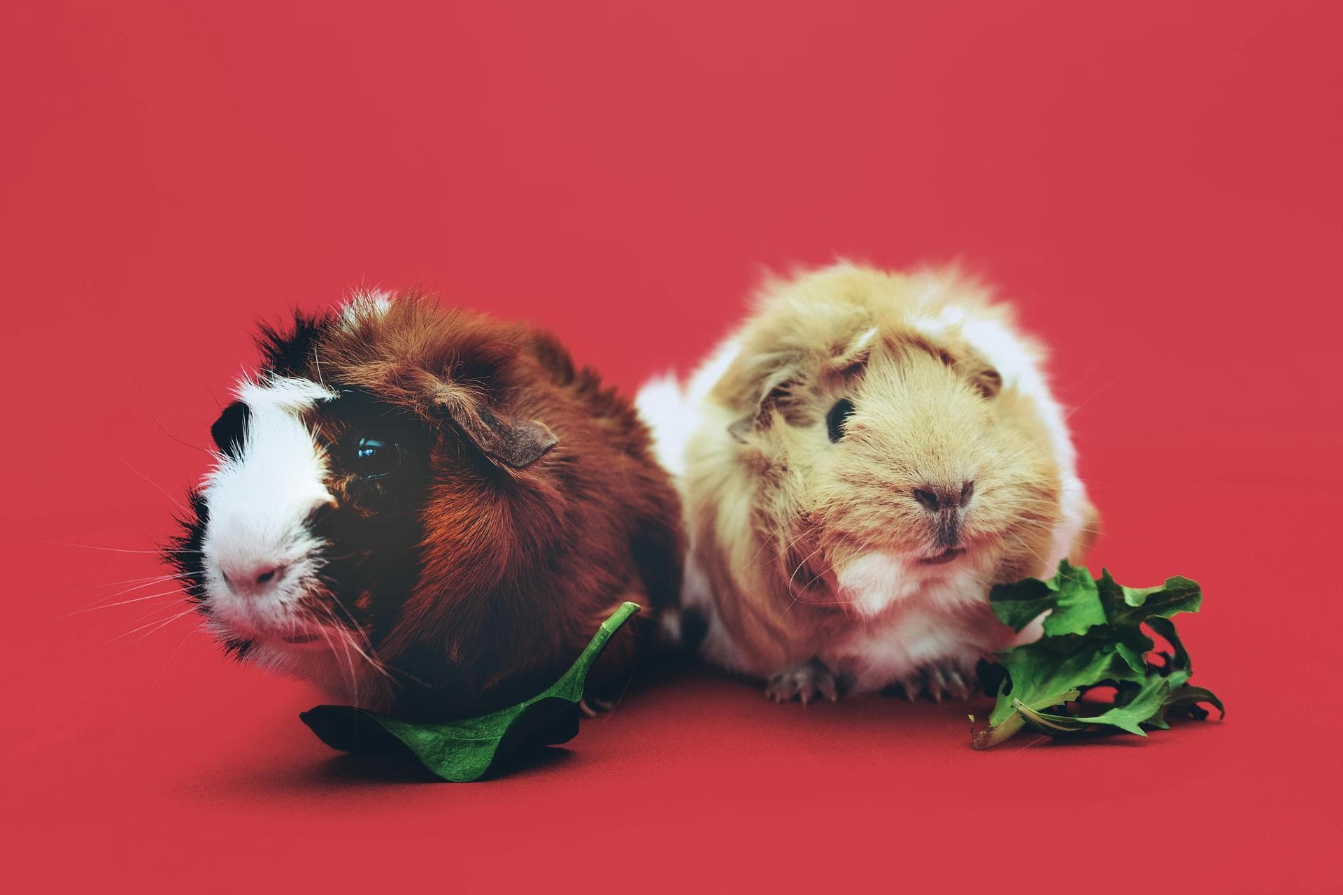 Annual Vaccination Booster Prices in Northampton