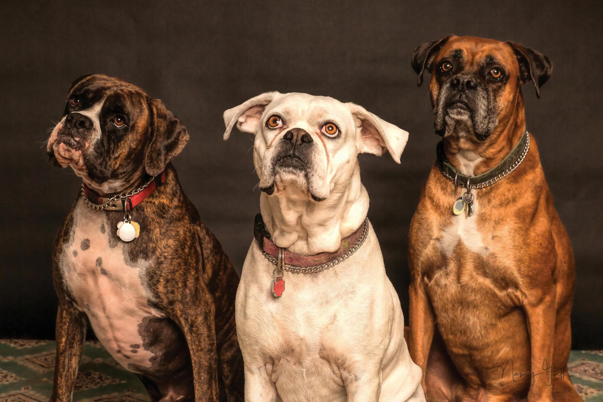 Animal Health Certificate / Pet Passport () Prices in Northampton