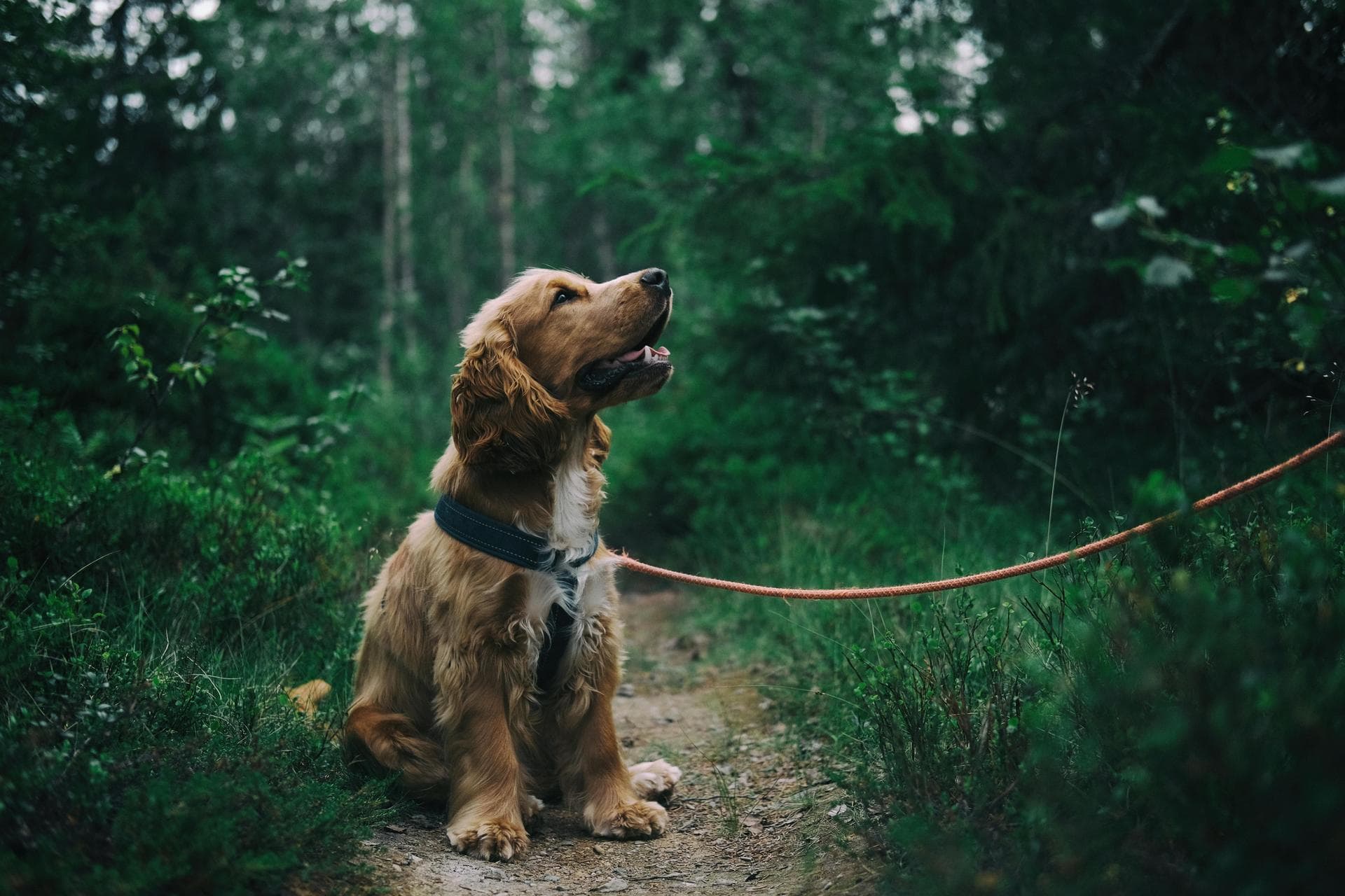 Dog & Cat Vets in Northampton