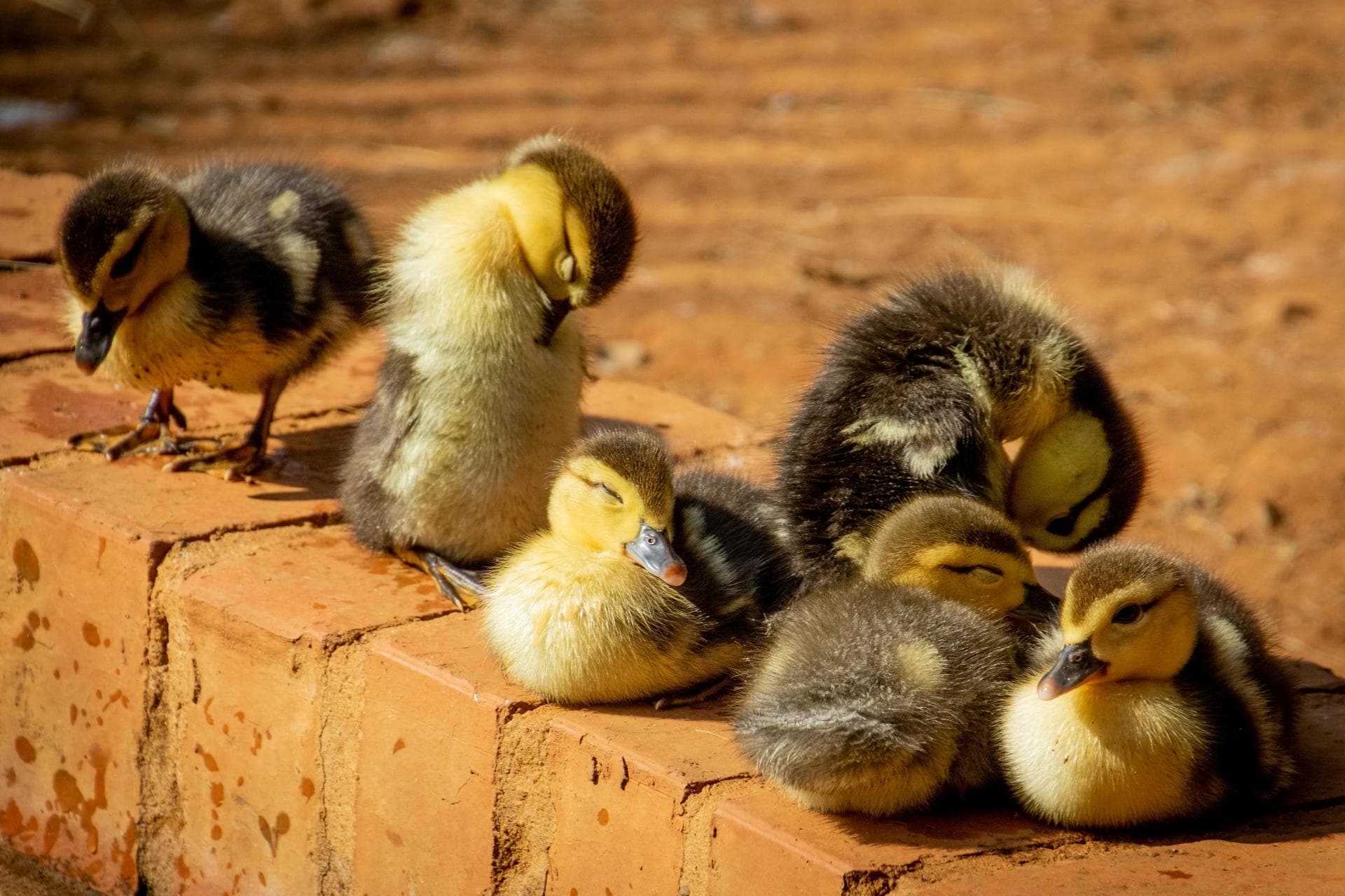Primary Vaccination Course Prices in Northampton
