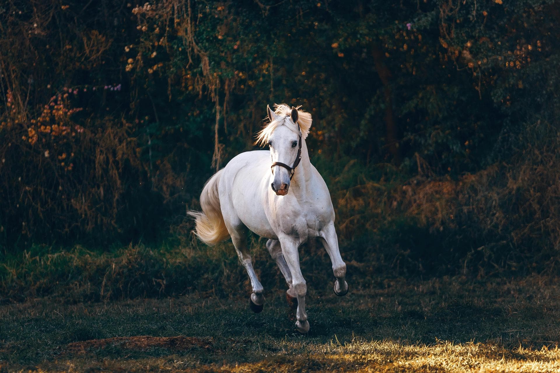 Specialist Vets in Northampton